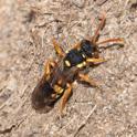 Nomada fucata.jpg